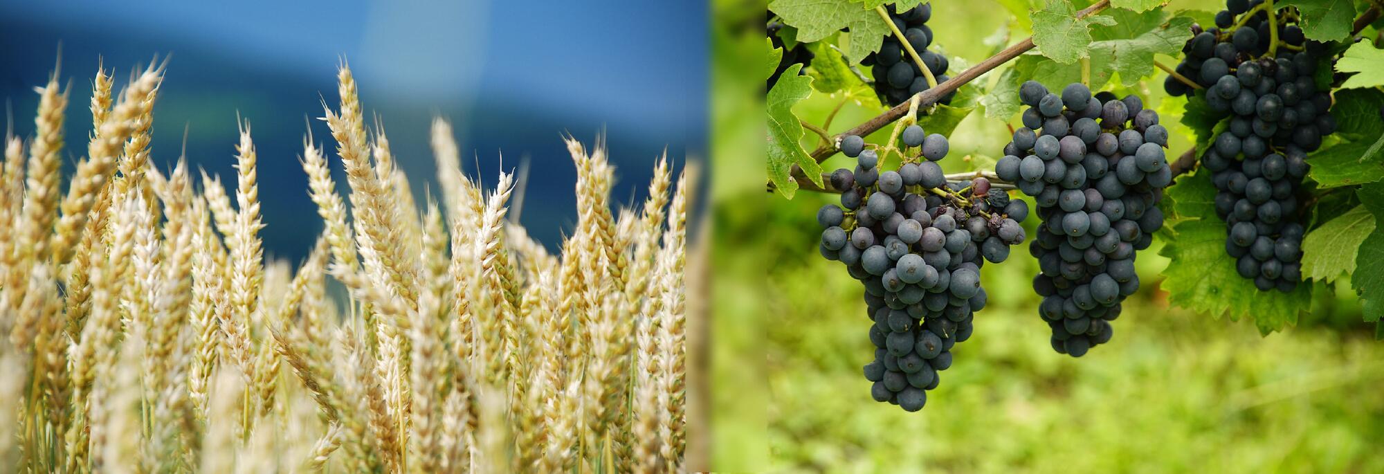Banner neuneu.jpg